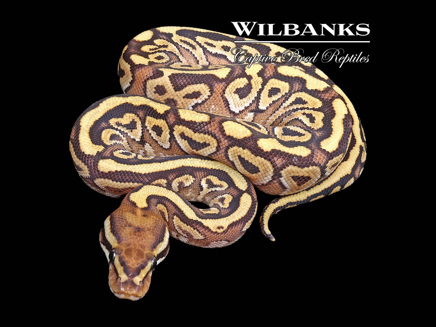 Red Stripe Mojave Spotnose 100% Het. Clown Ball Python ♀ '23