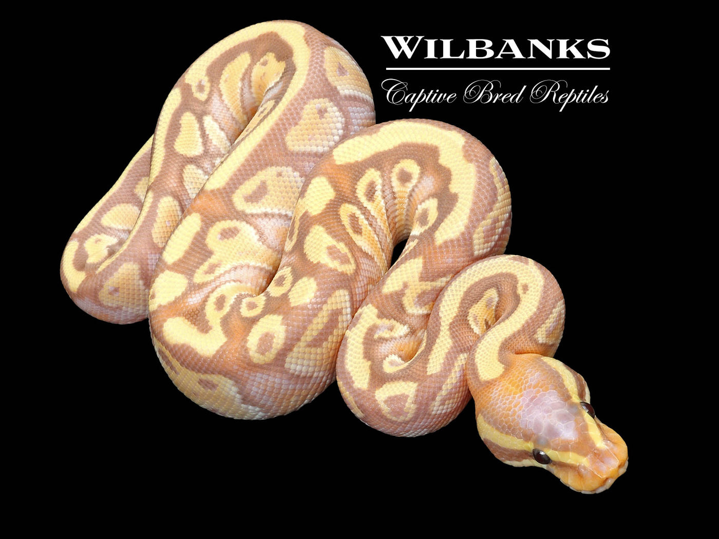 Banana Mojave Ball Python ♂ '23