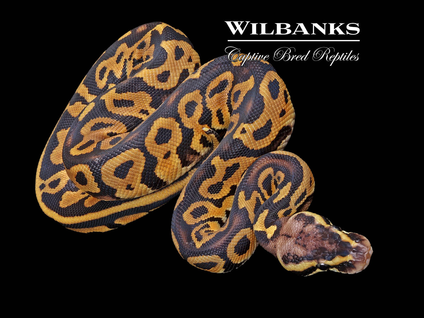 Pastel Leopard 100% Het. Albino Ball Python ♀ '23