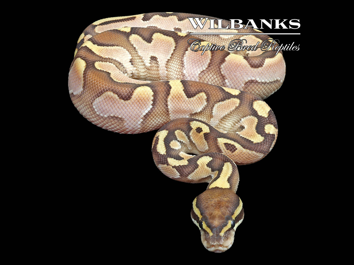 Butter Sugar Ball Python ♂ '23