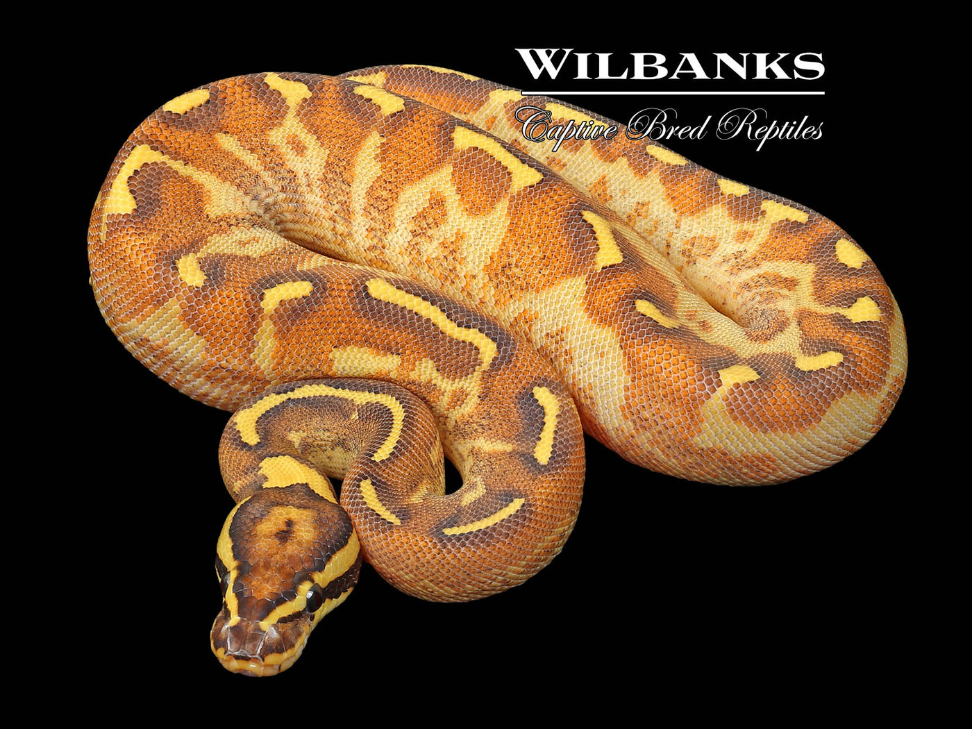 Mardi Gras Ball Python ♀ '23