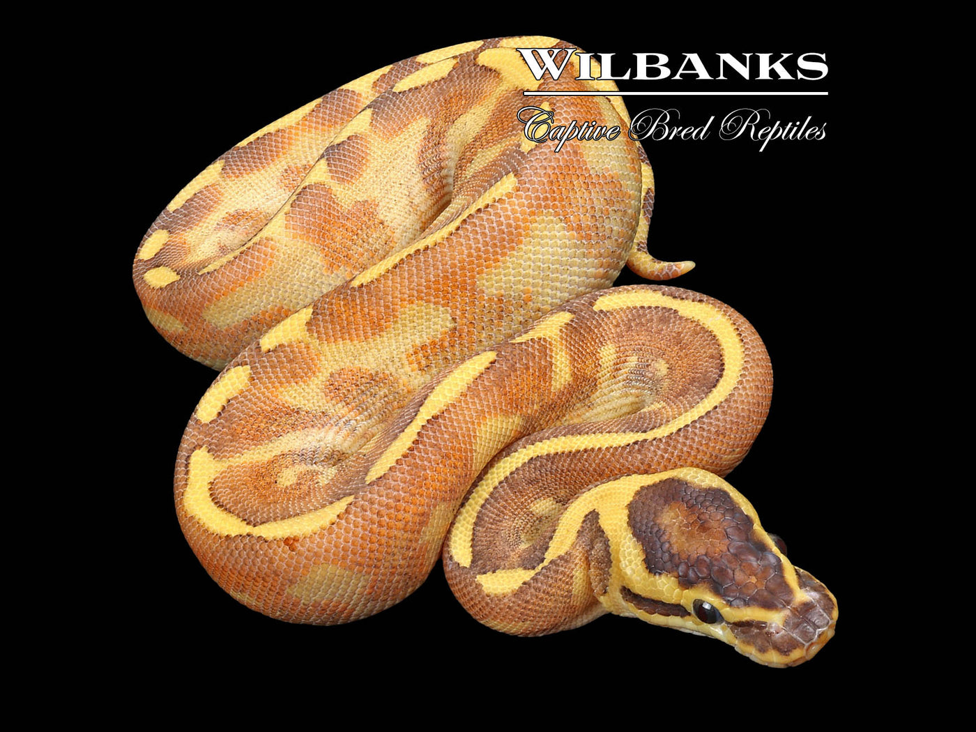 Super Enchi Freeway Ball Python ♀ '23