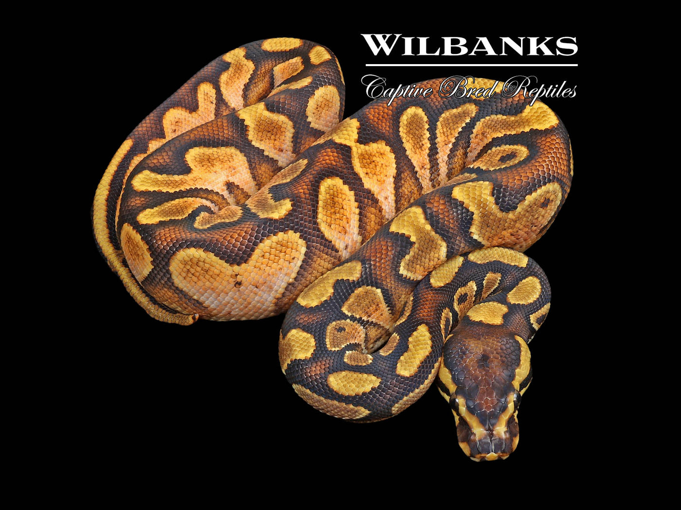 Sugar Enchi Asphalt (guaranteed) Ball Python ♂ '23