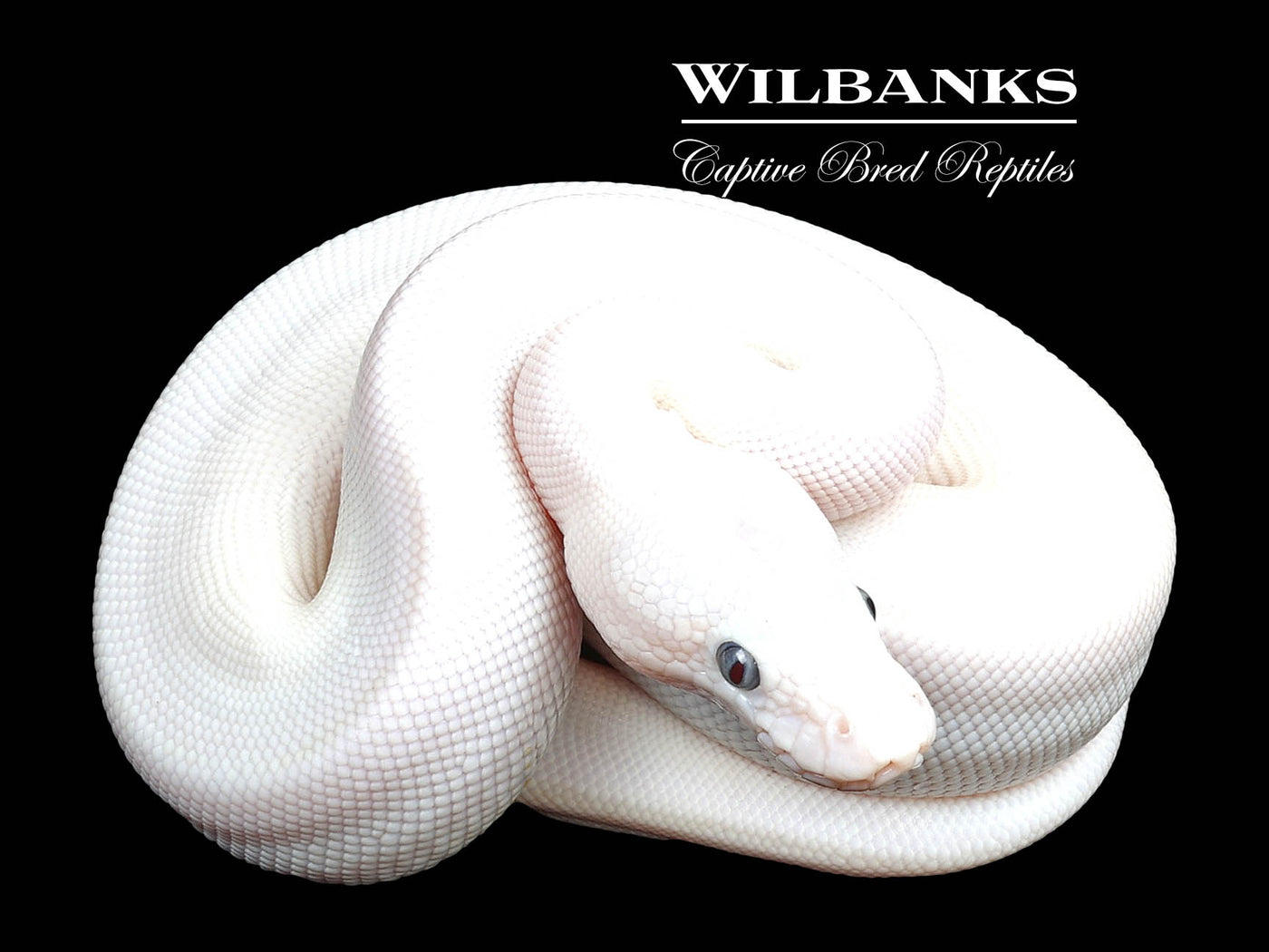 Blue Eyed Leucistic (Lucy) (Bamboo Butter) Ball Python ♂ '23