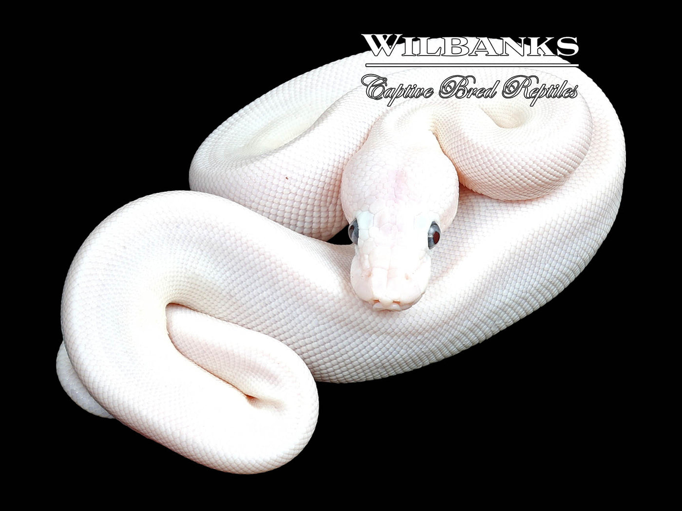 Blue Eyed Leucistic (Lucy) (Mojave Butter) Ball Python ♀ '23