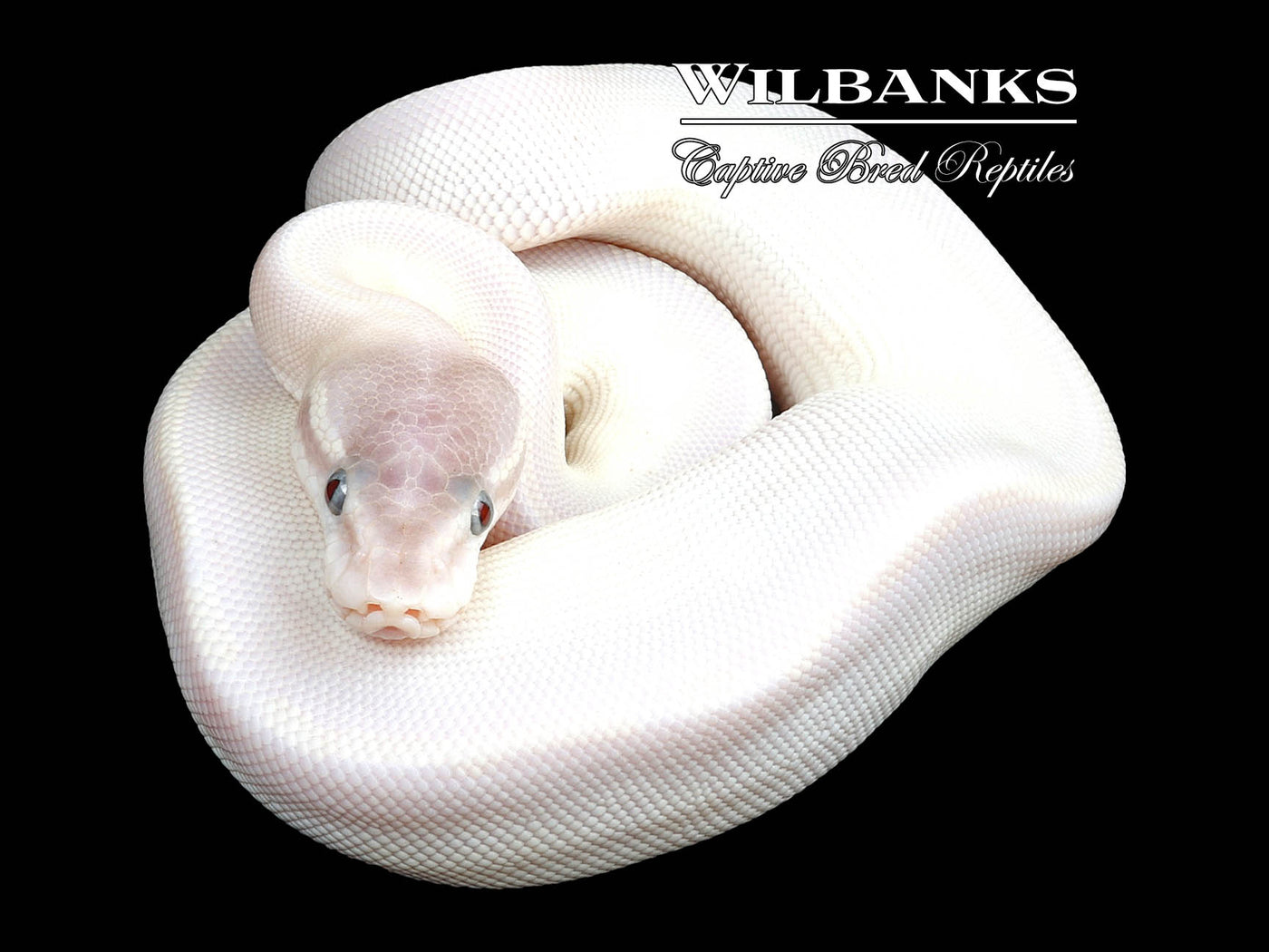 Blue Eyed Leucistic (Lucy) (Super Mojave) Ball Python ♀ '23