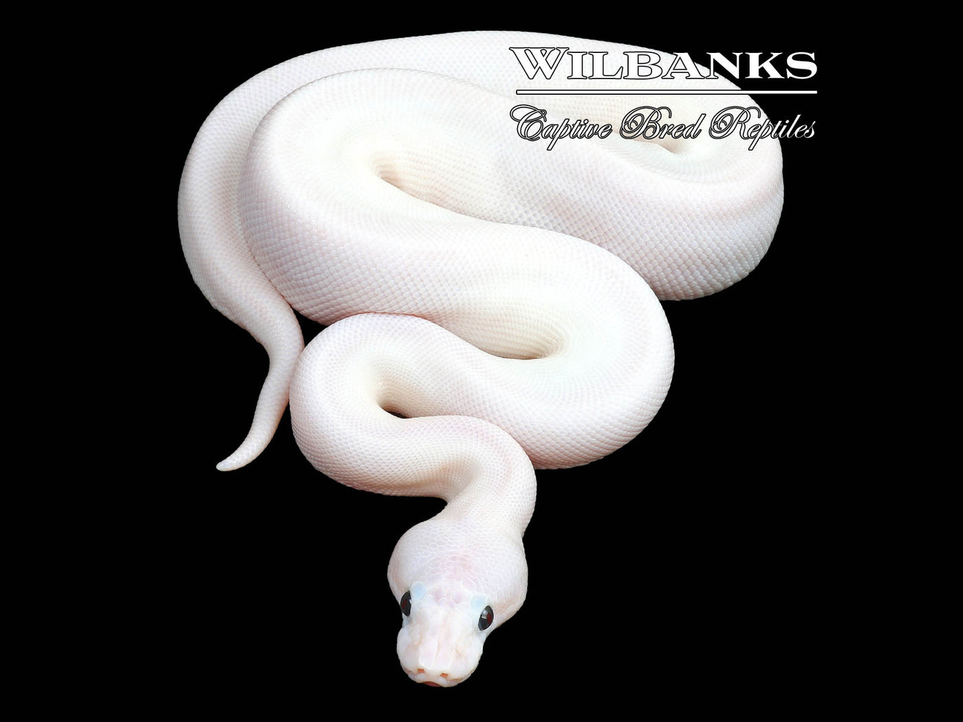 Super Fire Ball Python ♀ '23
