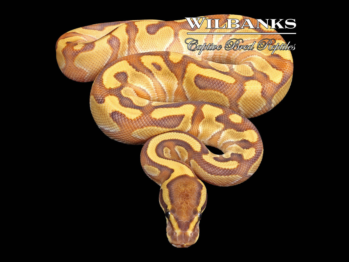 Butter Enchi Yellow Belly or Asphalt Ball Python ♀ '23