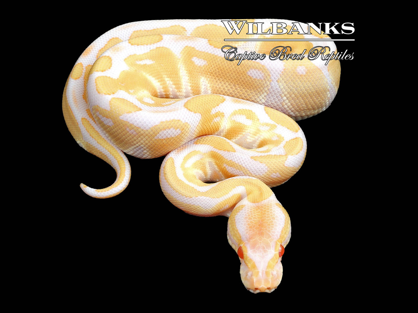 Albino Ball Python ♂ '23