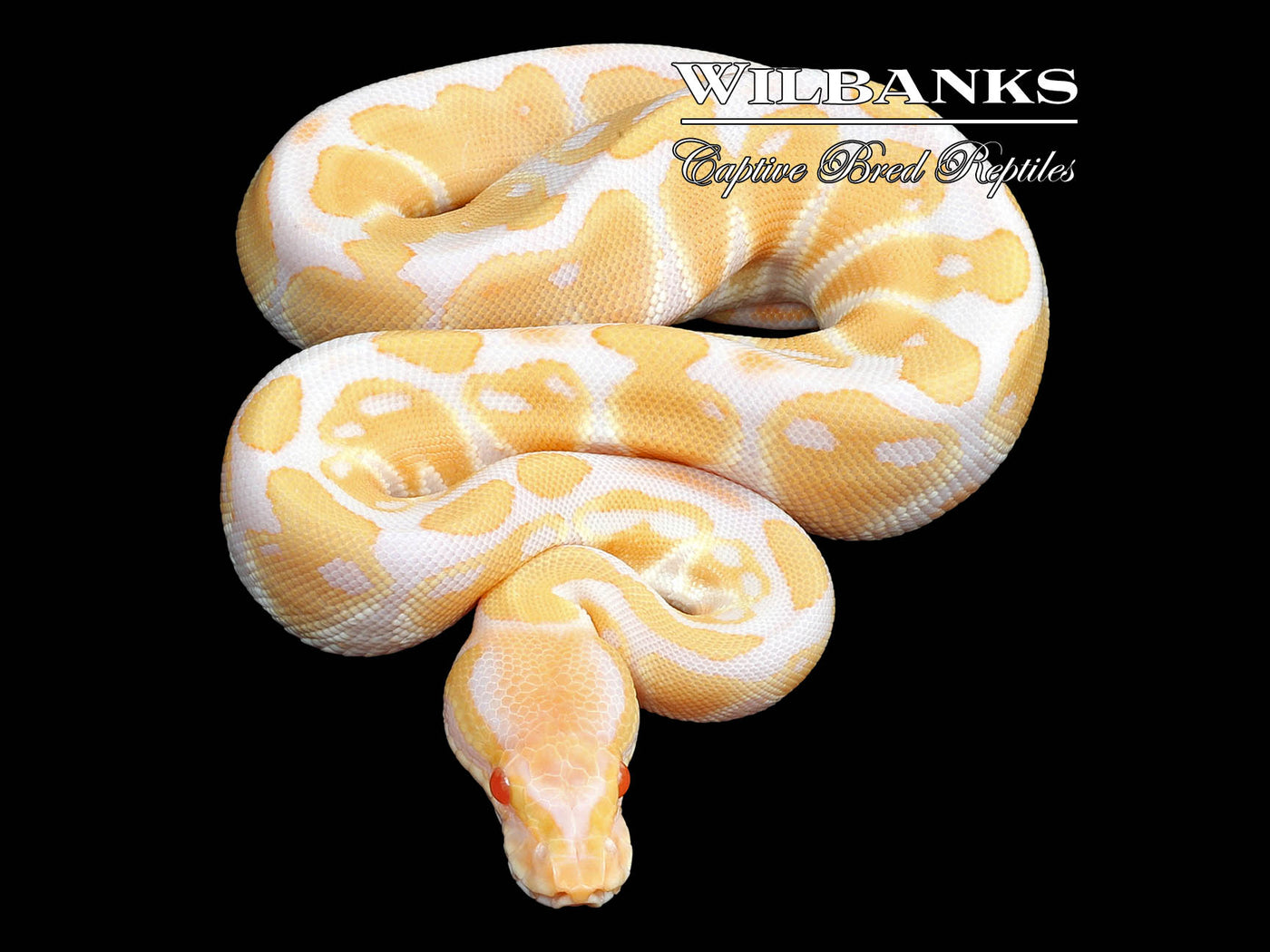 Albino Ball Python ♀ '23