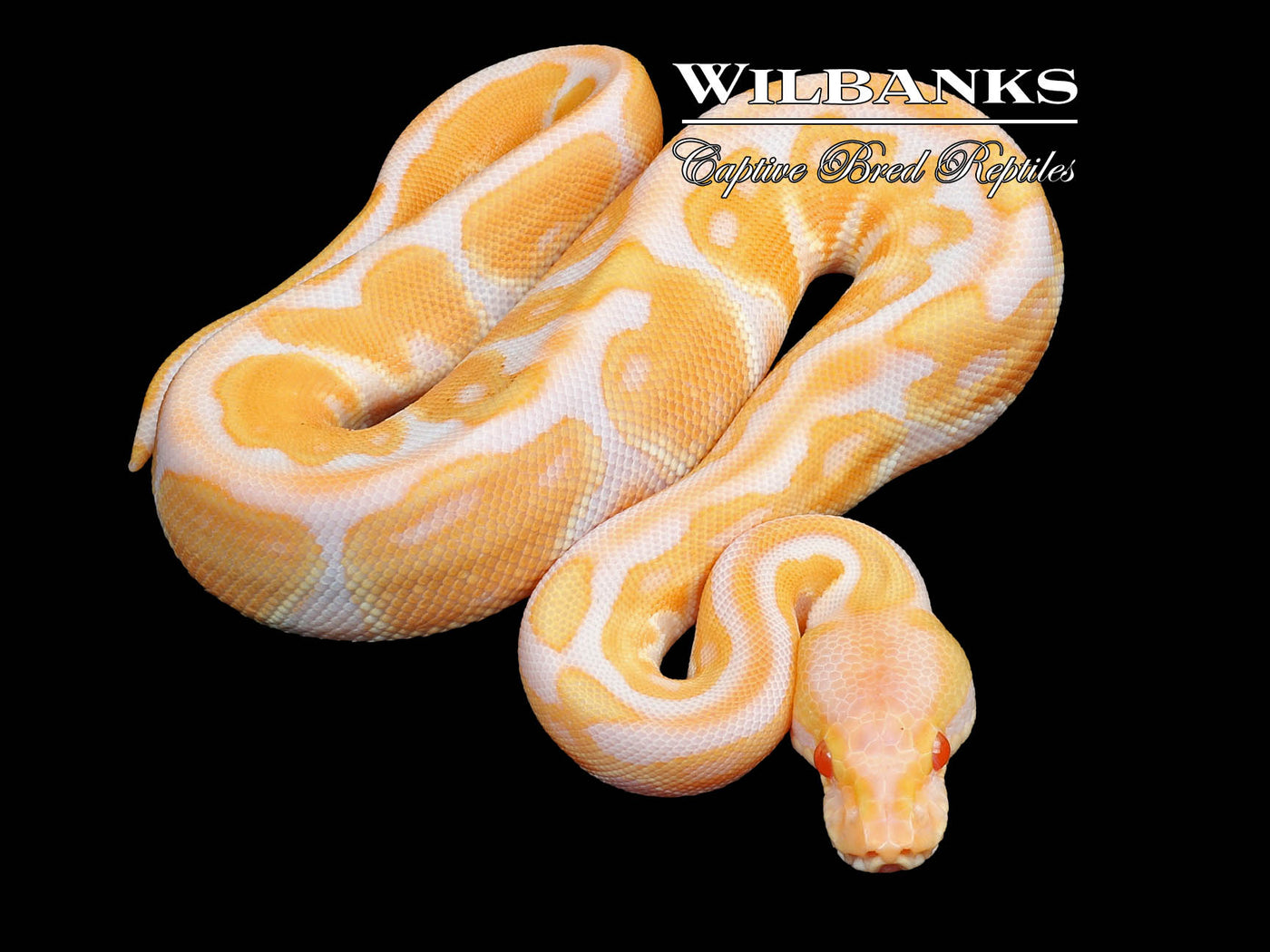 Black Pastel Albino Enchi Ball Python ♂ '23