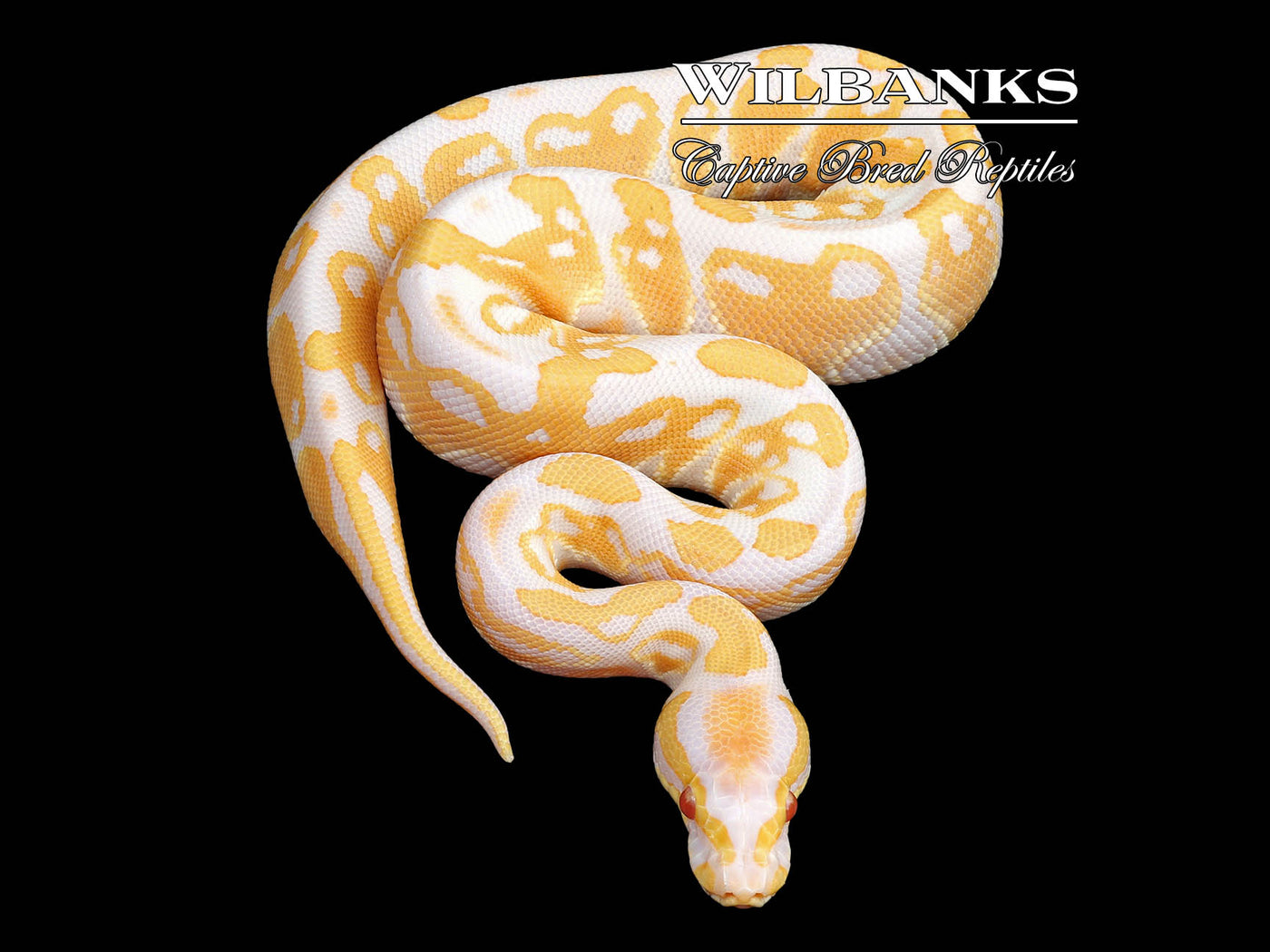 Candy Ball Python ♂ '23