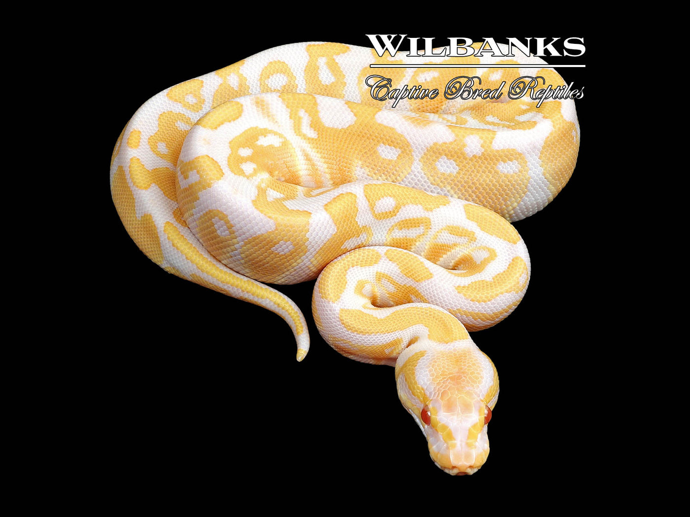 Candy Ball Python ♀ '23