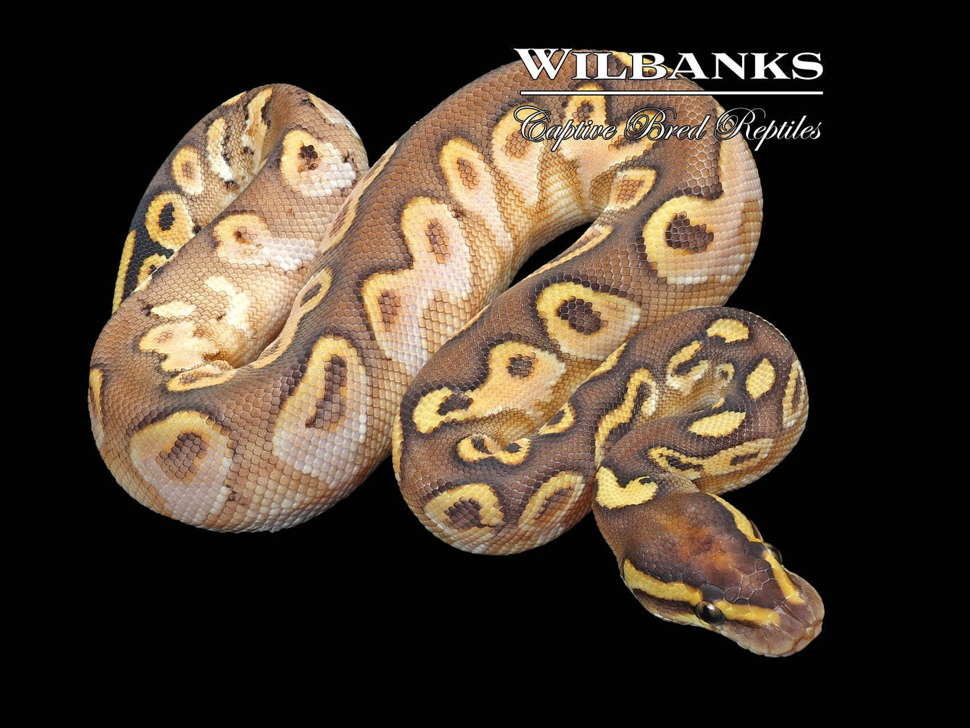 Butter Sugar Yellow Belly Ball Python ♂ '23