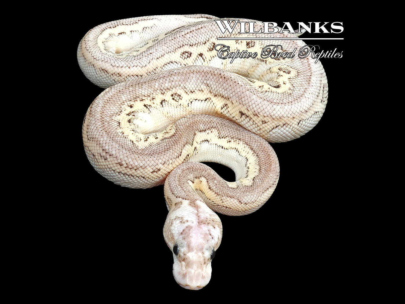 Special Pewter Clown Ball Python ♂ '23