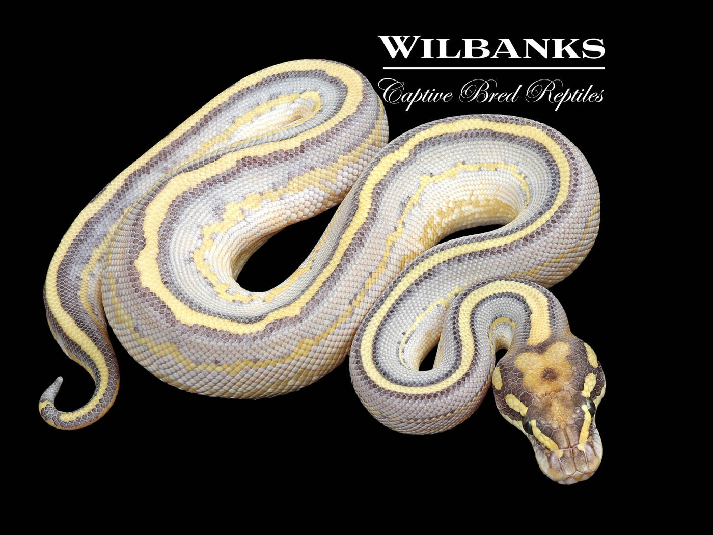 Nuclear Leopard Highway Ball Python ♂ '23