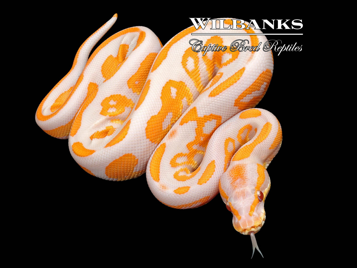 Lavender Leopard Blackhead Ball Python ♂ '23