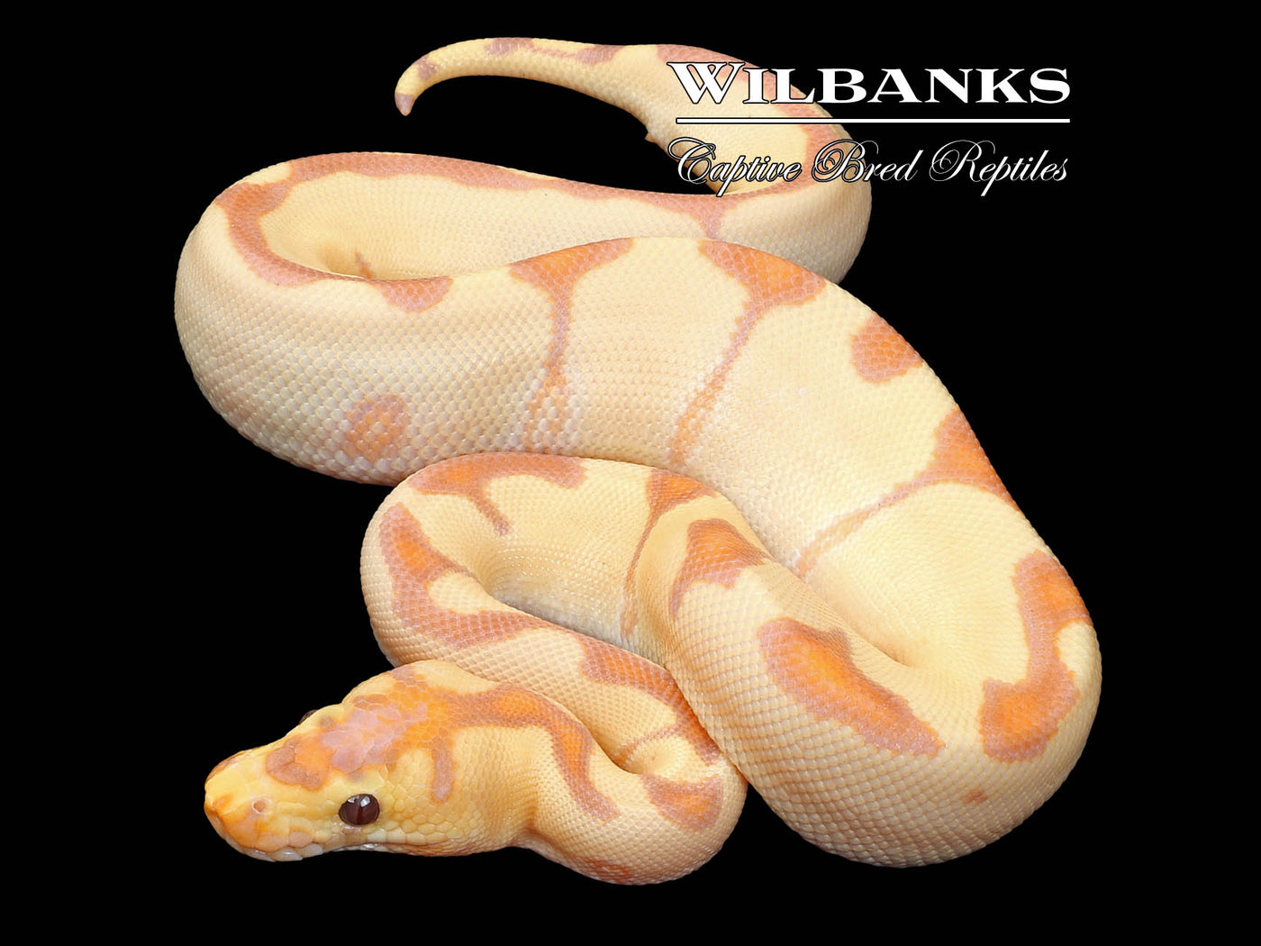 Banana Enchi Clown Ball Python ♂ '23