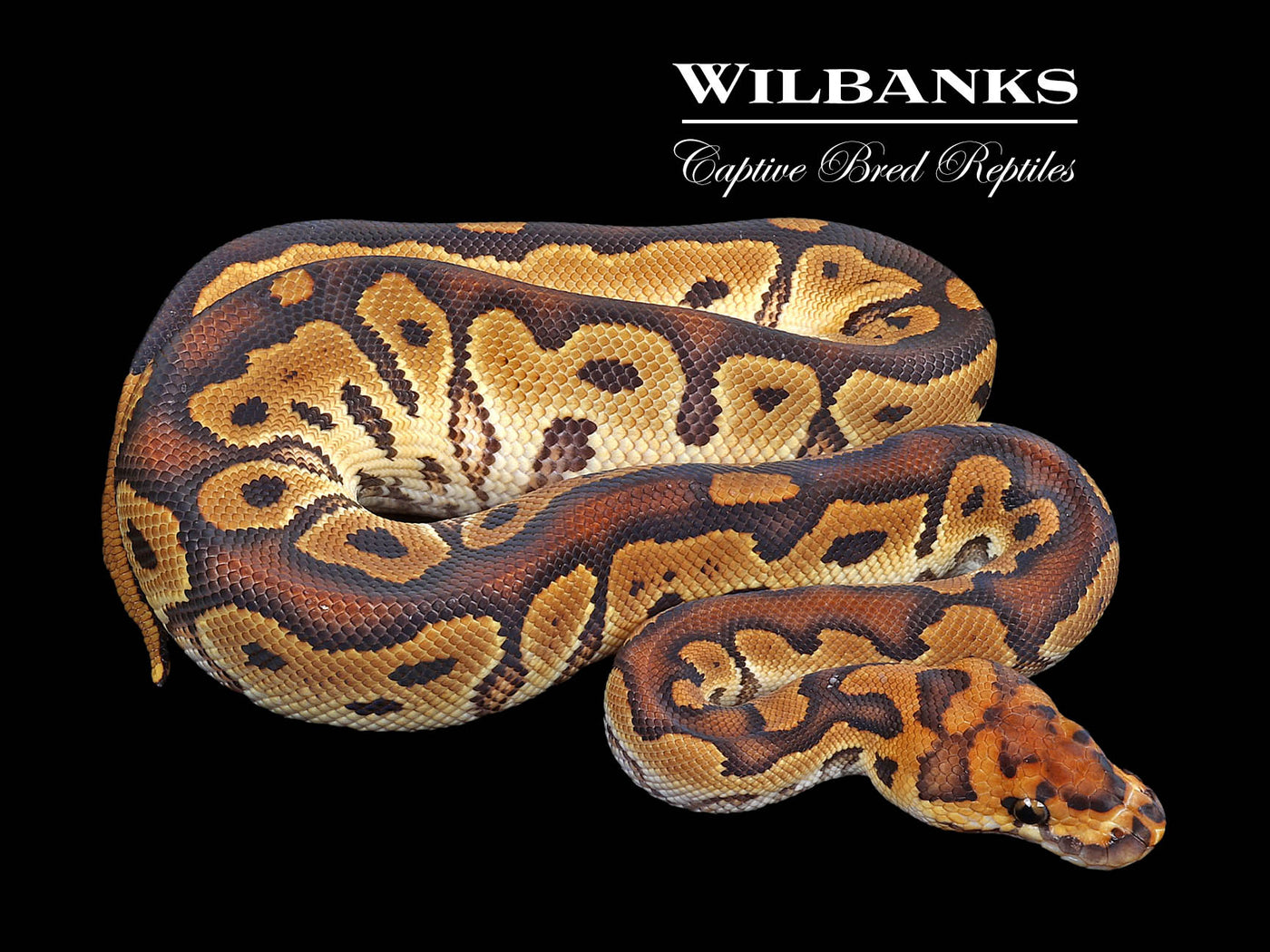 Orange Dream Clown Ball Python ♂ '23