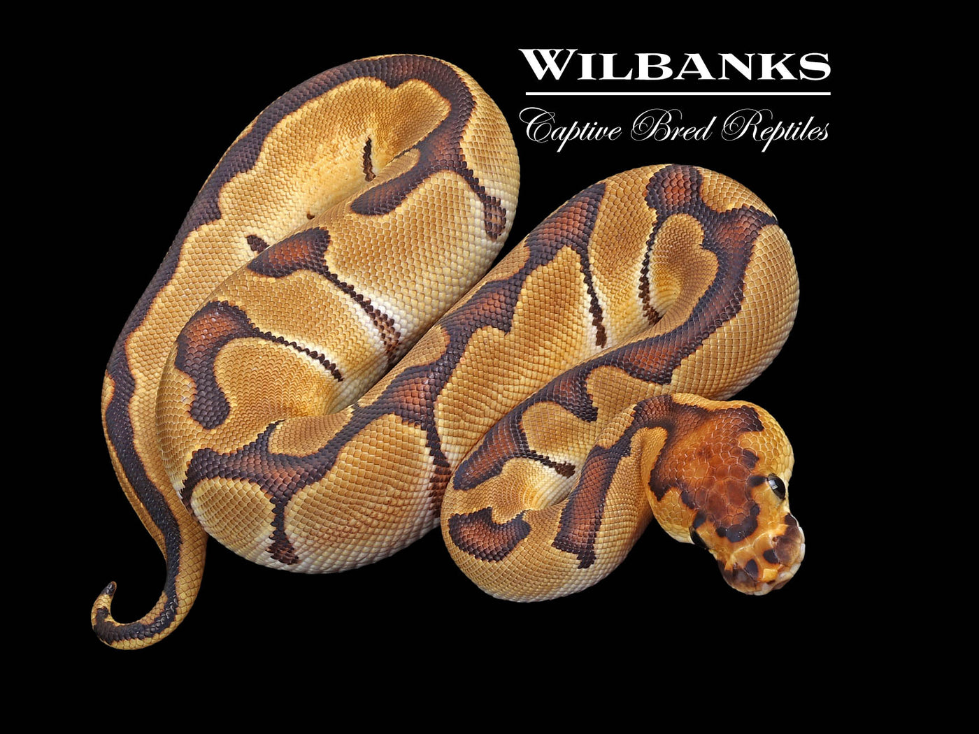 Enchi Clown 100% Het. Albino Ball Python ♀ '23