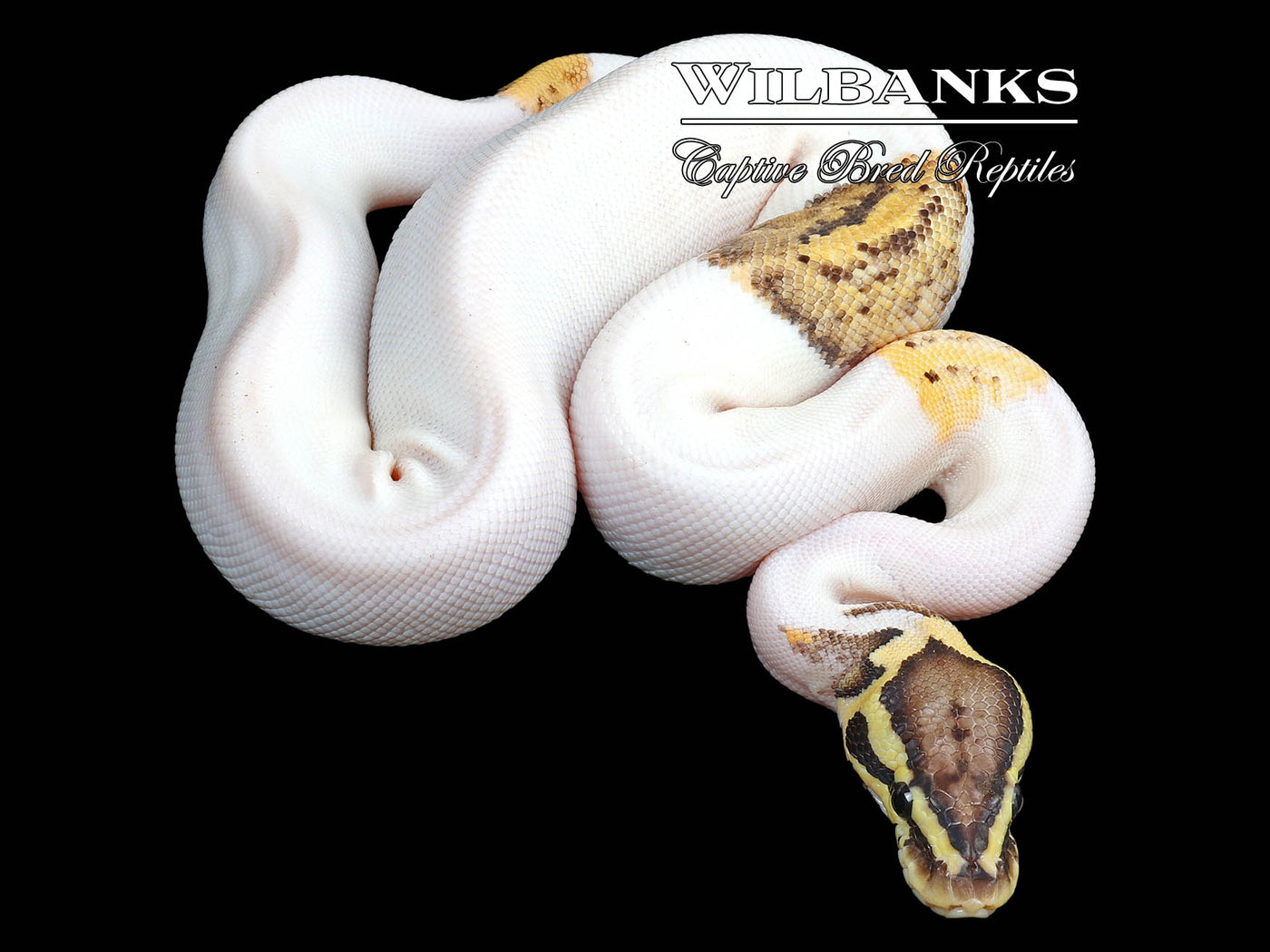 FireFly Pied Ball Python ♀ '23