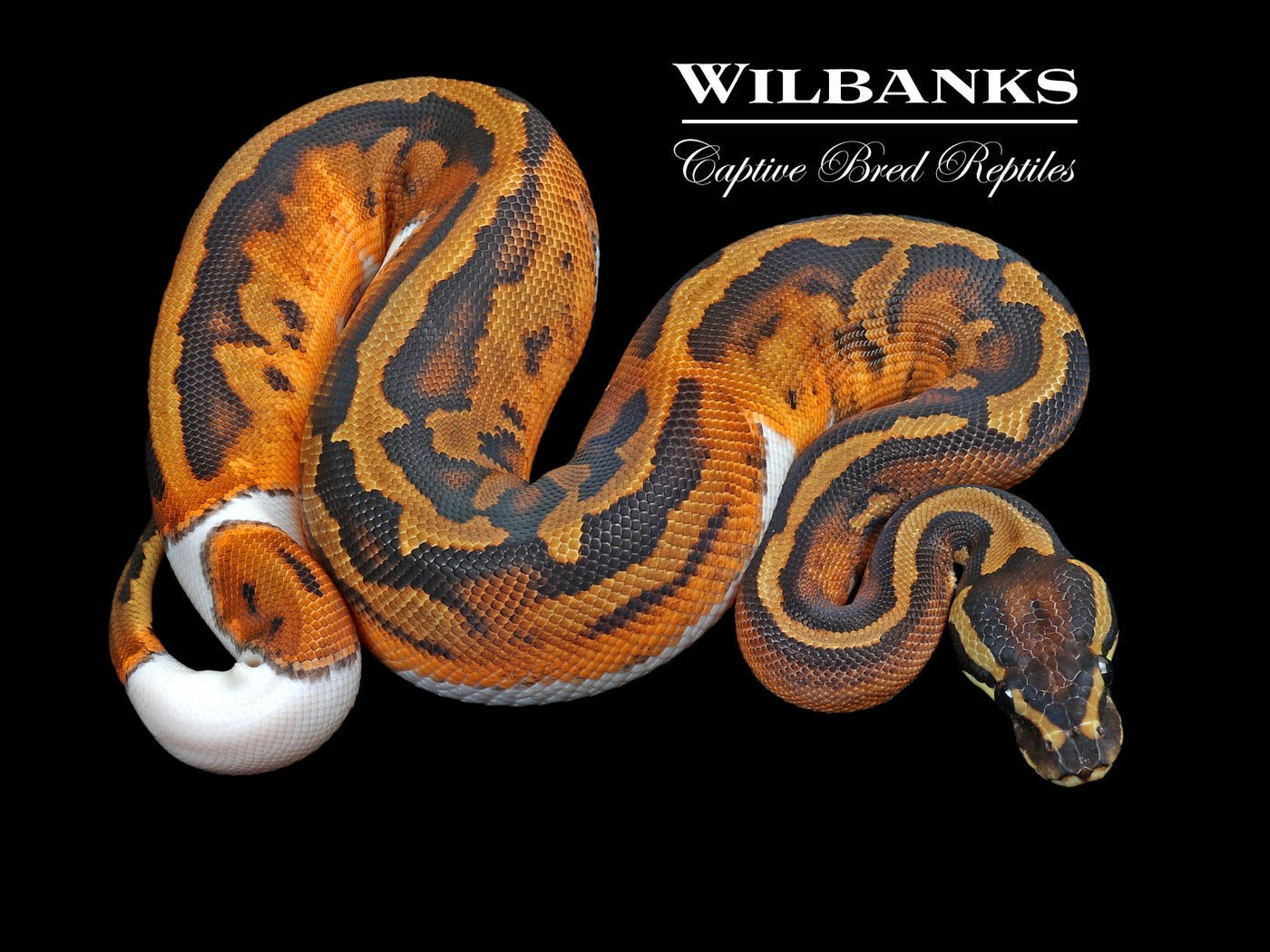 Pied Ball Python ♀ '23
