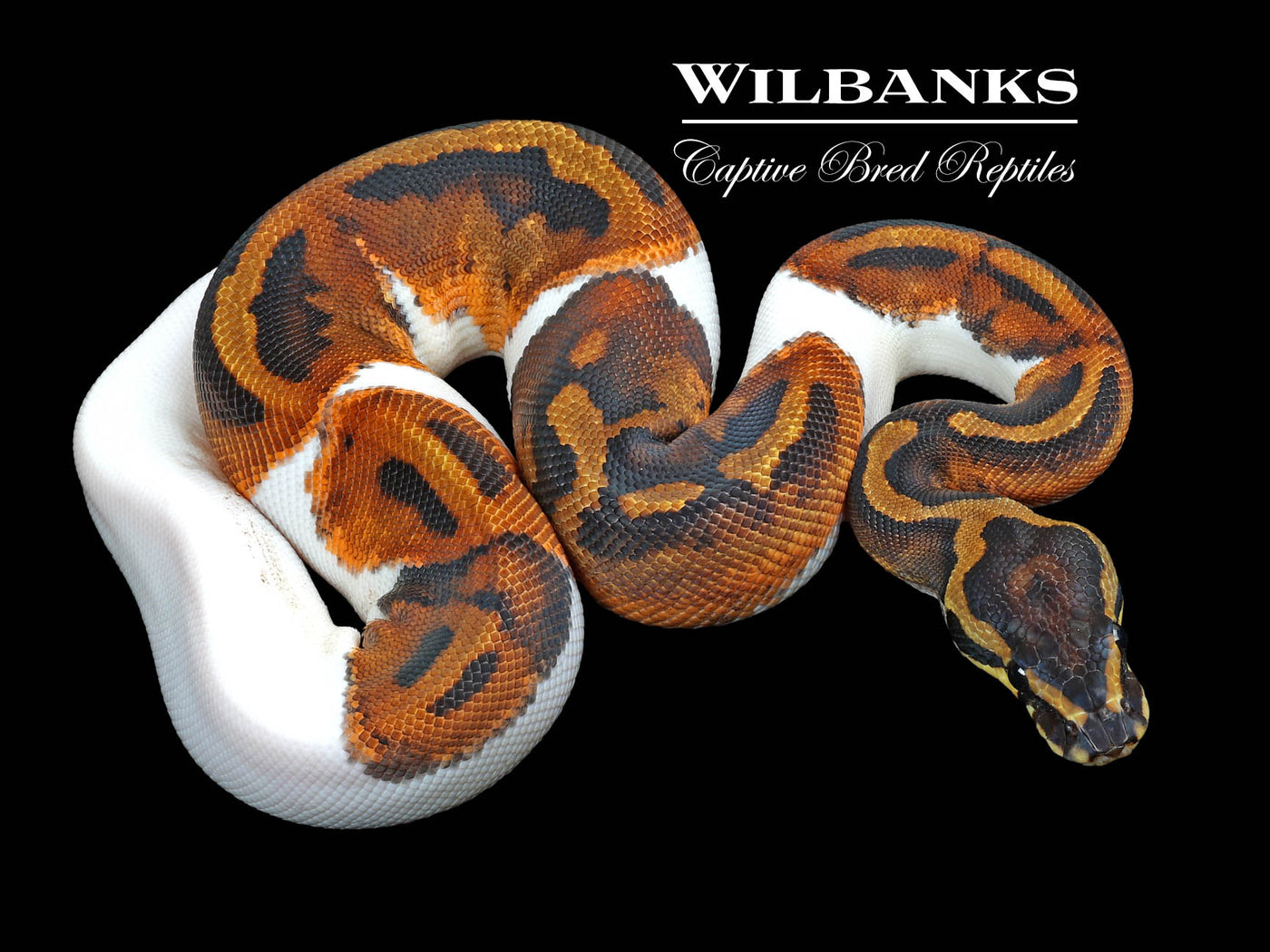 Pied Ball Python ♀ '23