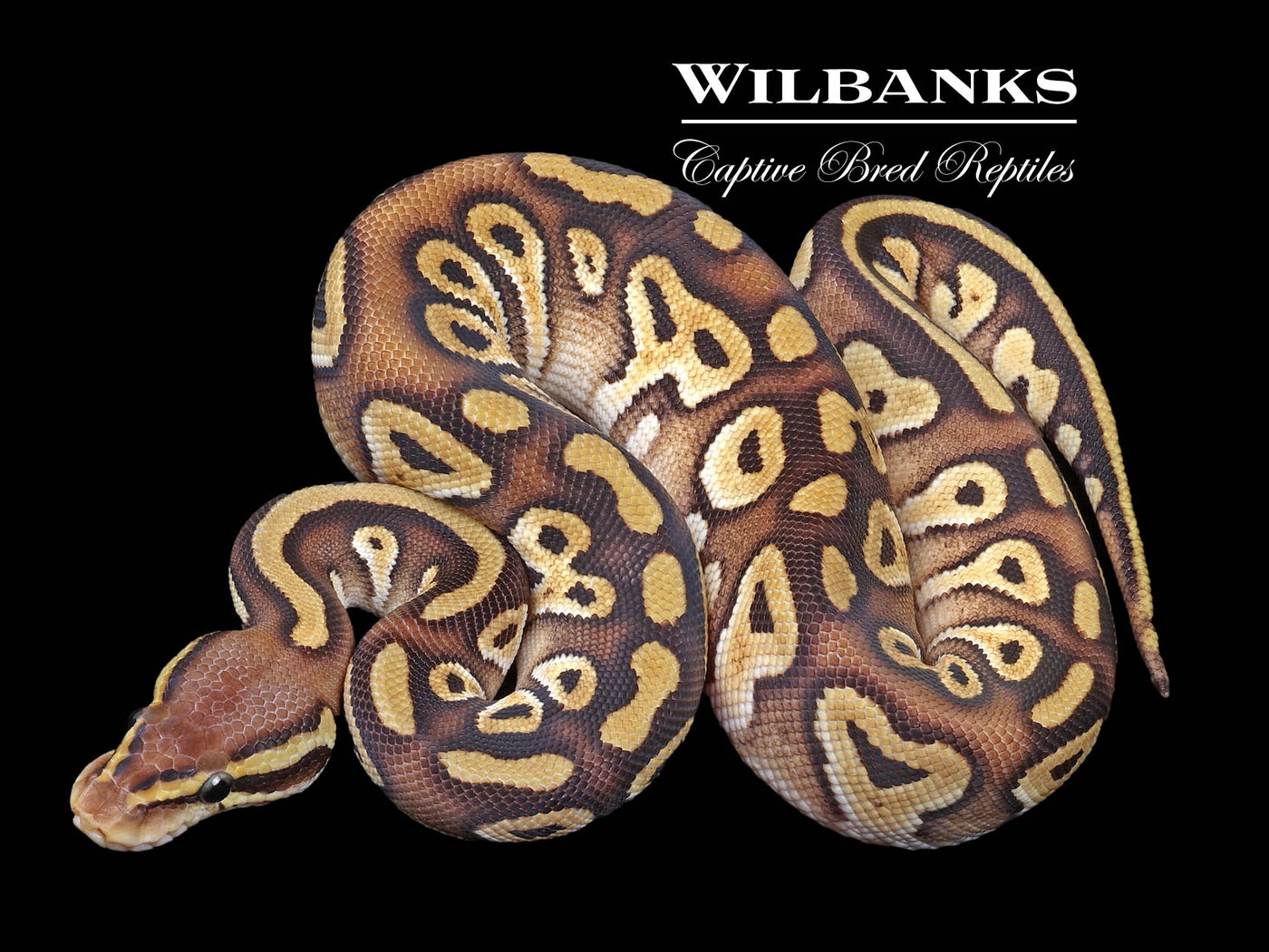 Pastave 100% Het. Pied Ball Python ♀ '23