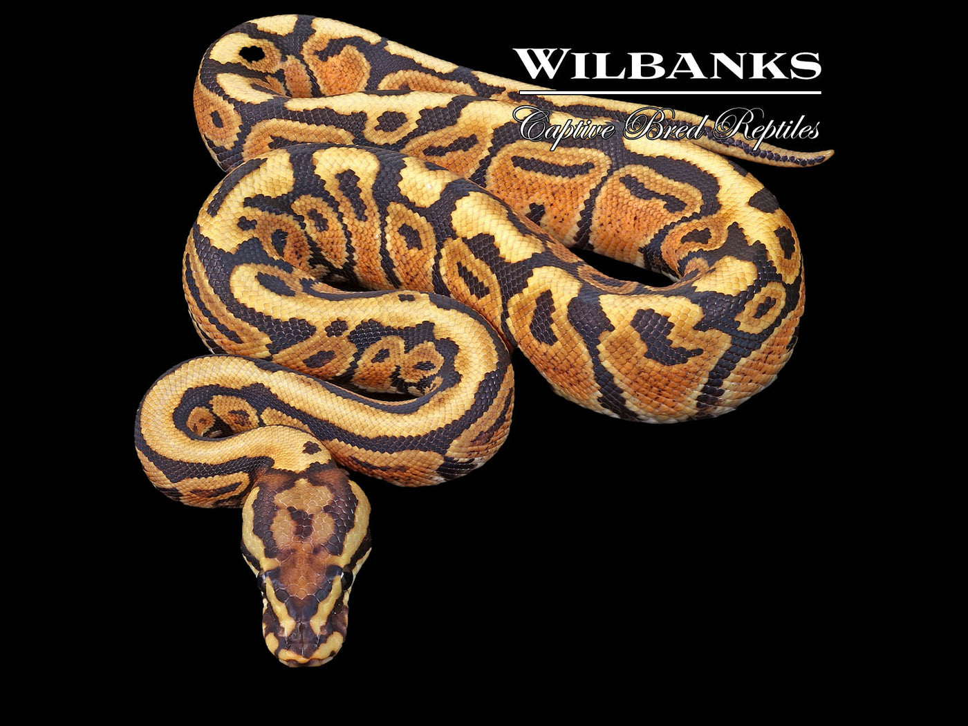Fire or Vanilla Spotnose 100% Het. Orange Crush Ball Python ♂ '23