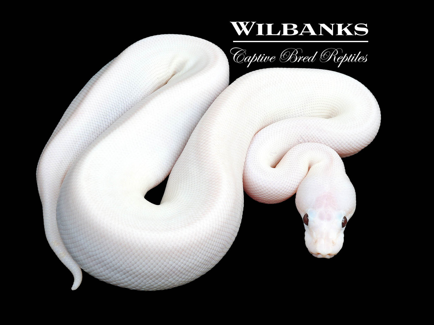 Banana Super Fire Ball Python ♂ '23