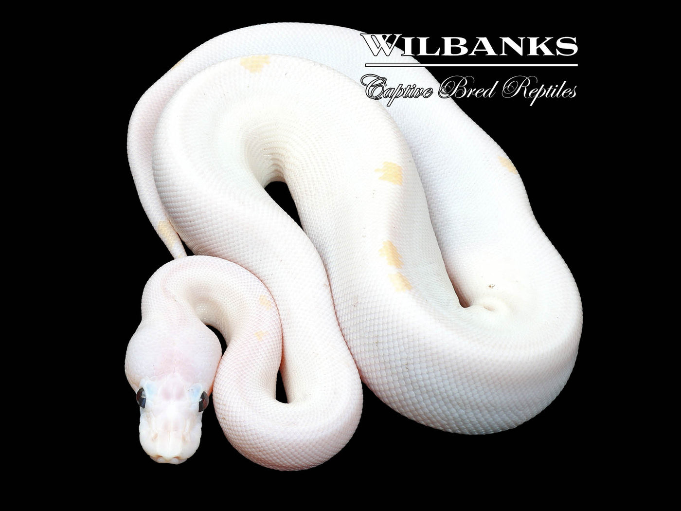 Super Fire Ball Python ♀ '23