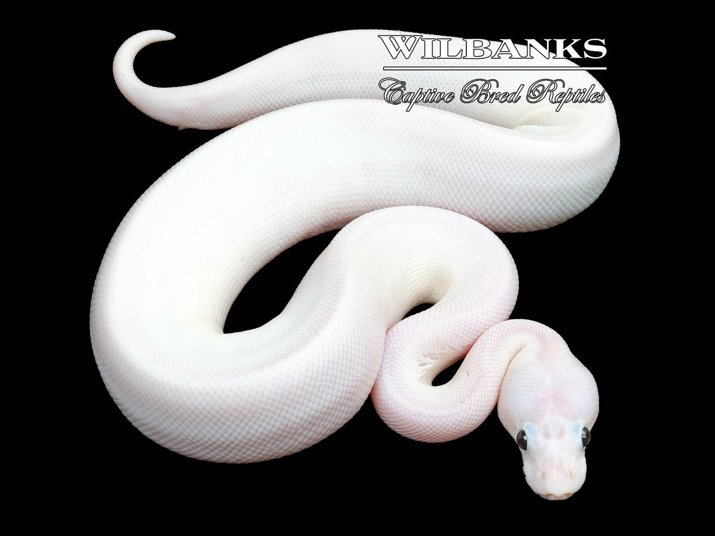 Super Fire Ball Python ♀ '23