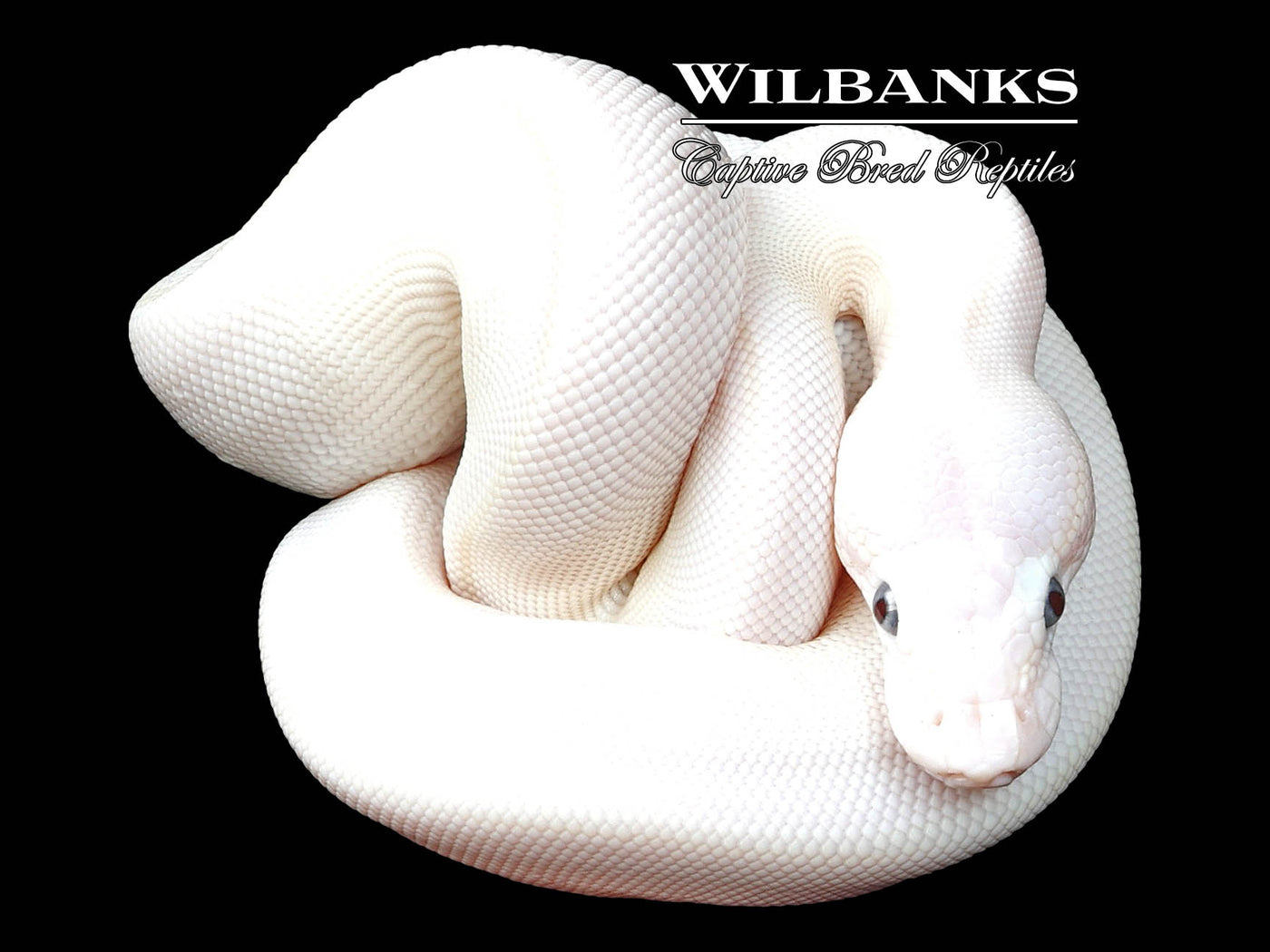 Blue Eyed Leucistic (Lucy) (Bamboo Mojave) Ball Python ♂ '23