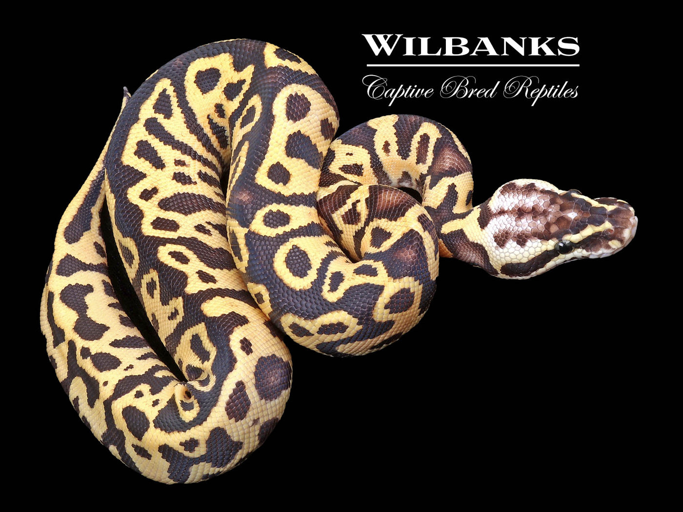 Pastel Leopard Fire or Vanilla Ball Python ♂ '23