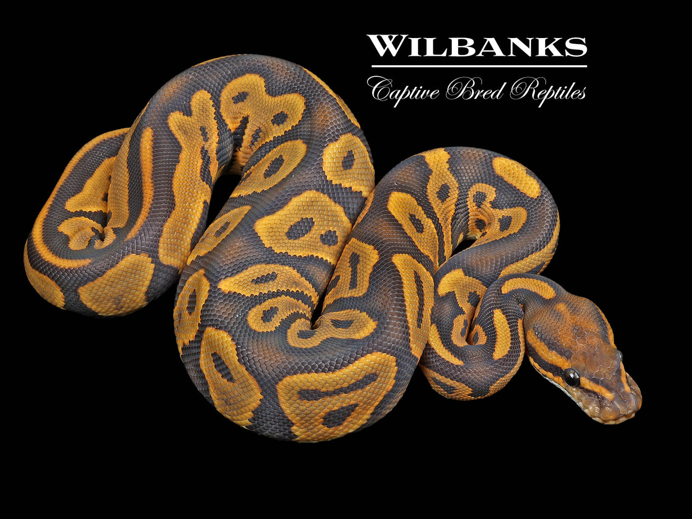 Leopard Orange Crush Ball Python ♀ '23