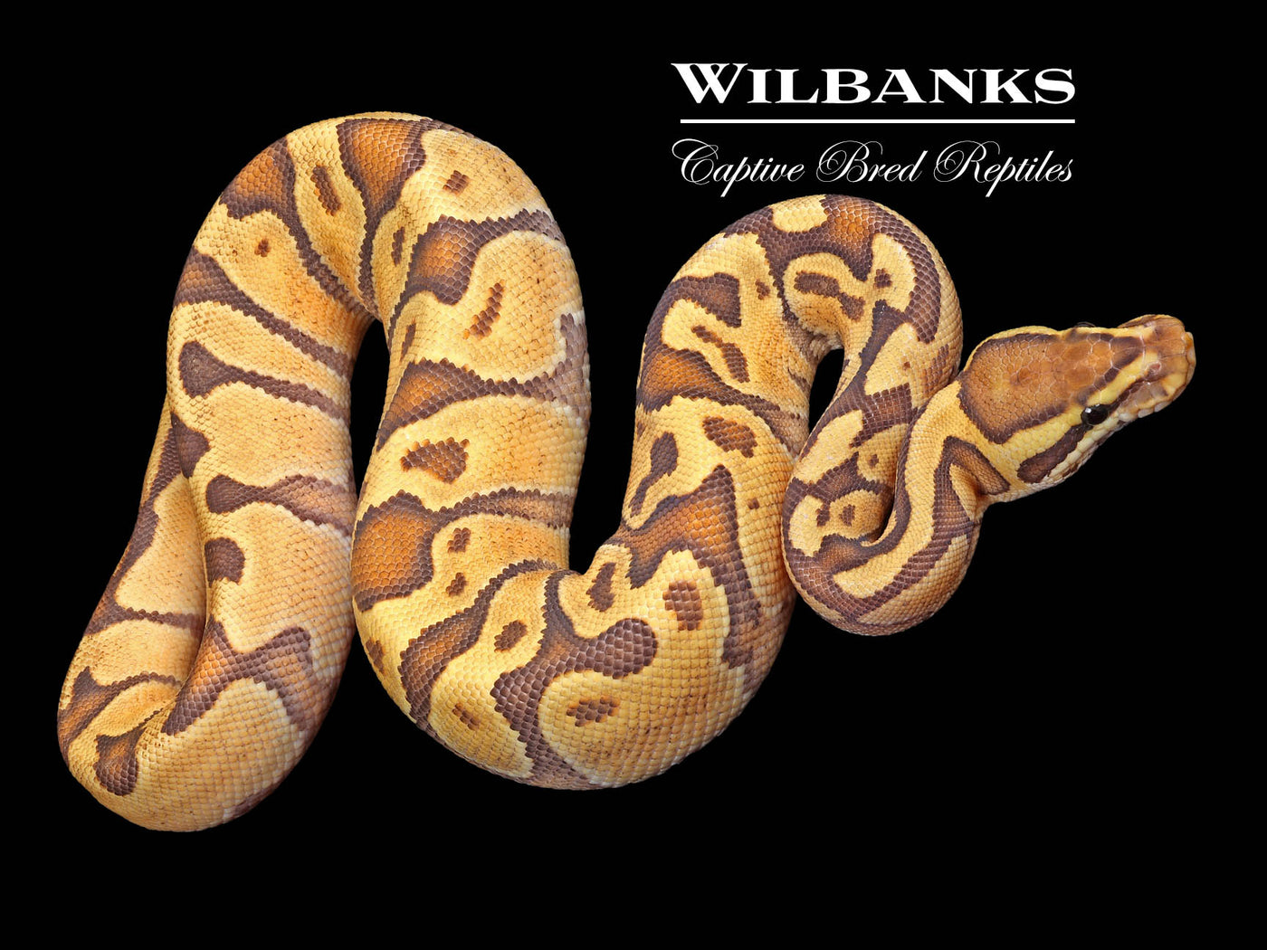 Enchi Fire Crush Ball Python ♀ '23