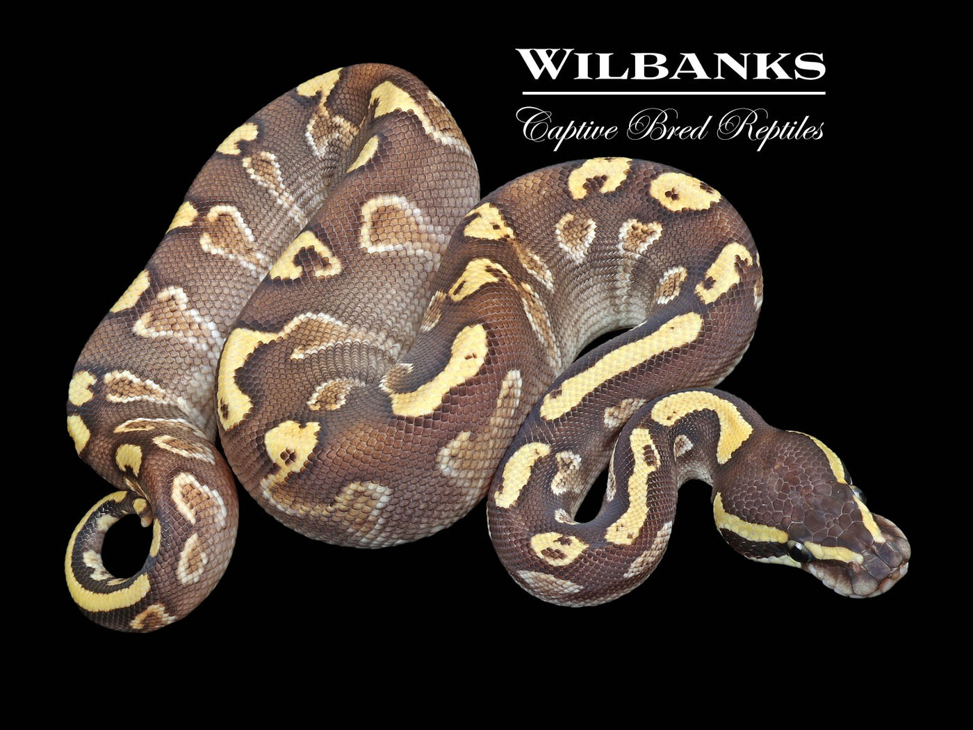 Mojave GHI Yellow Belly Ball Python ♀ '23