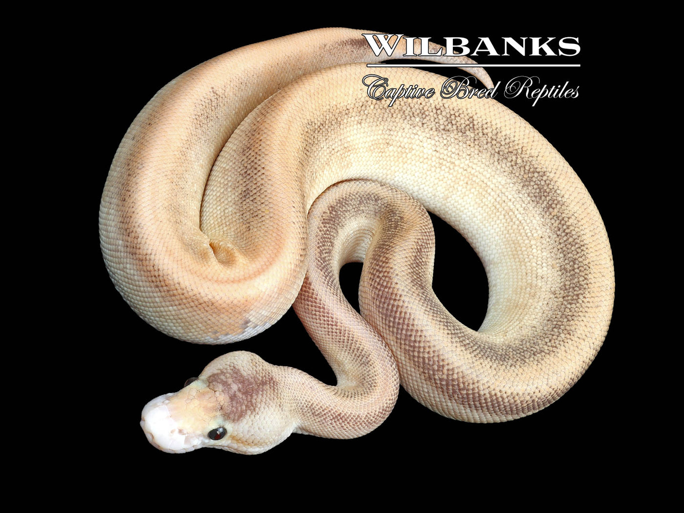 Fire Cinnamon Champagne Ball Python ♀ '23
