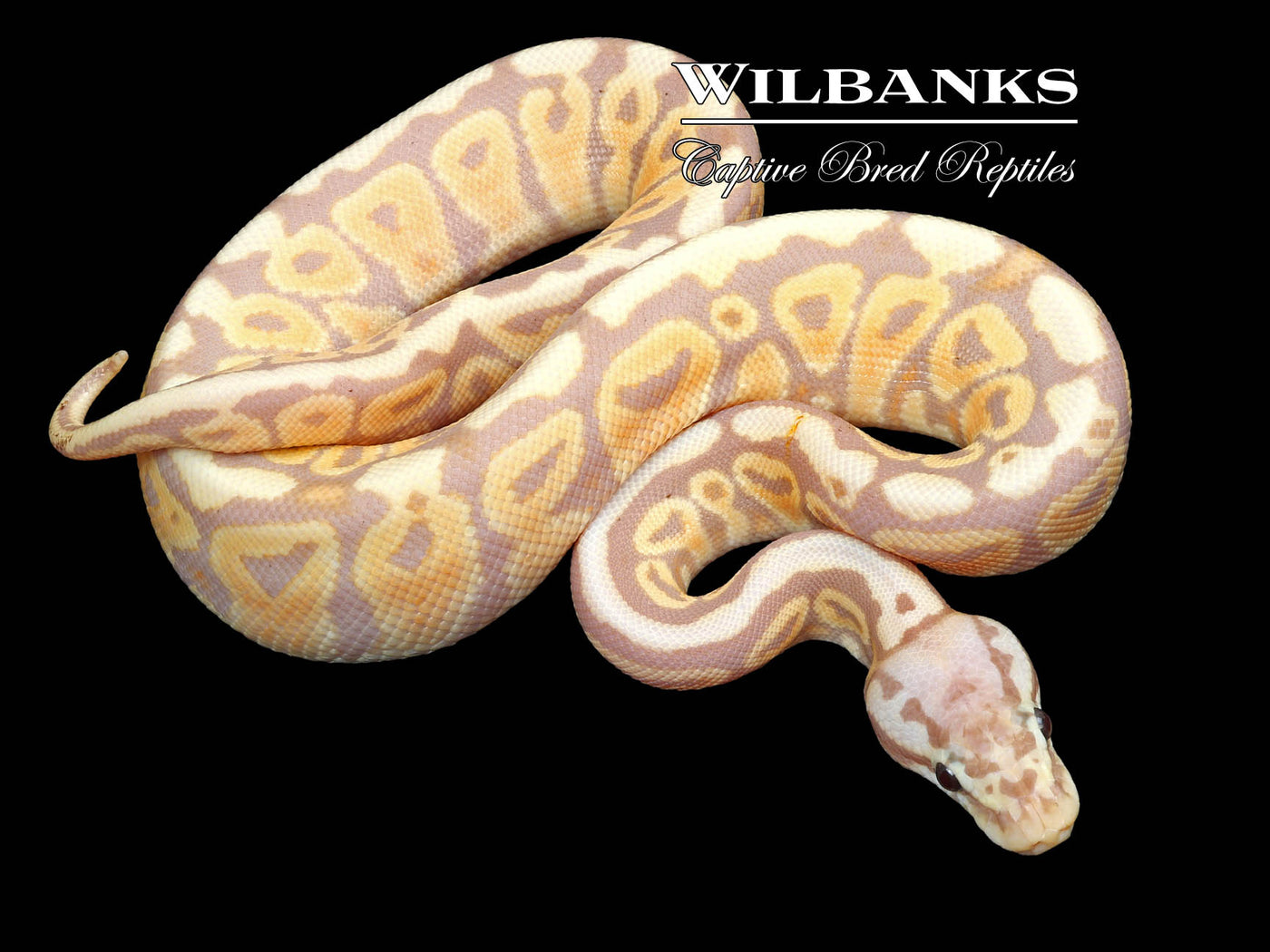 Banana Pastel Spotnose Ball Python ♂ '23