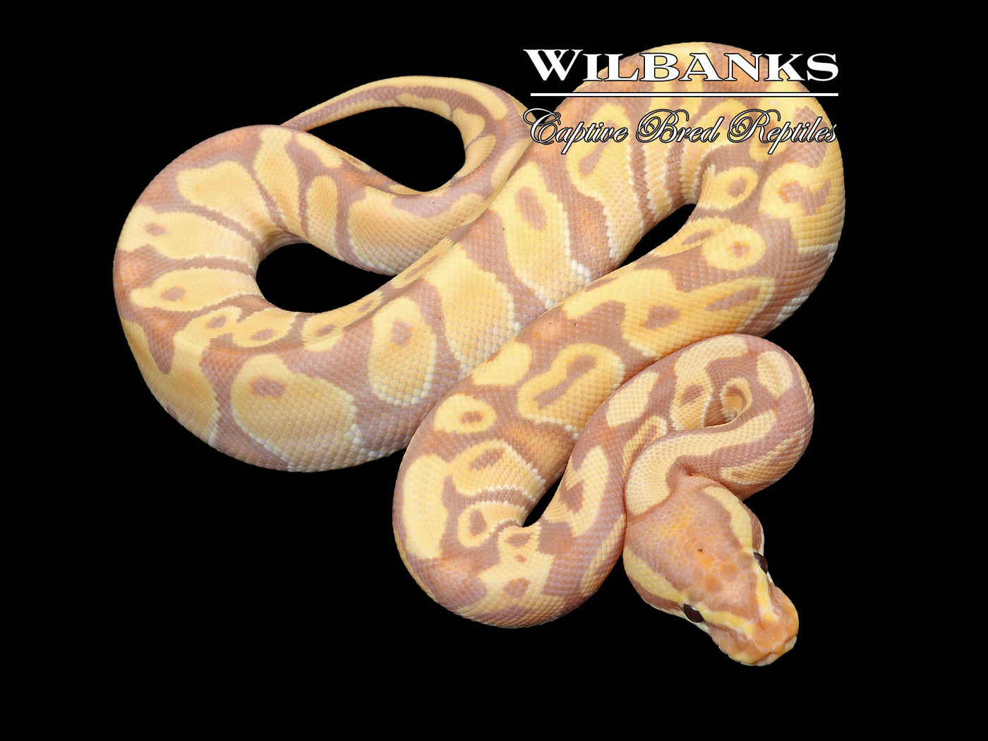 Banana Enchi Ball Python ♂ '23