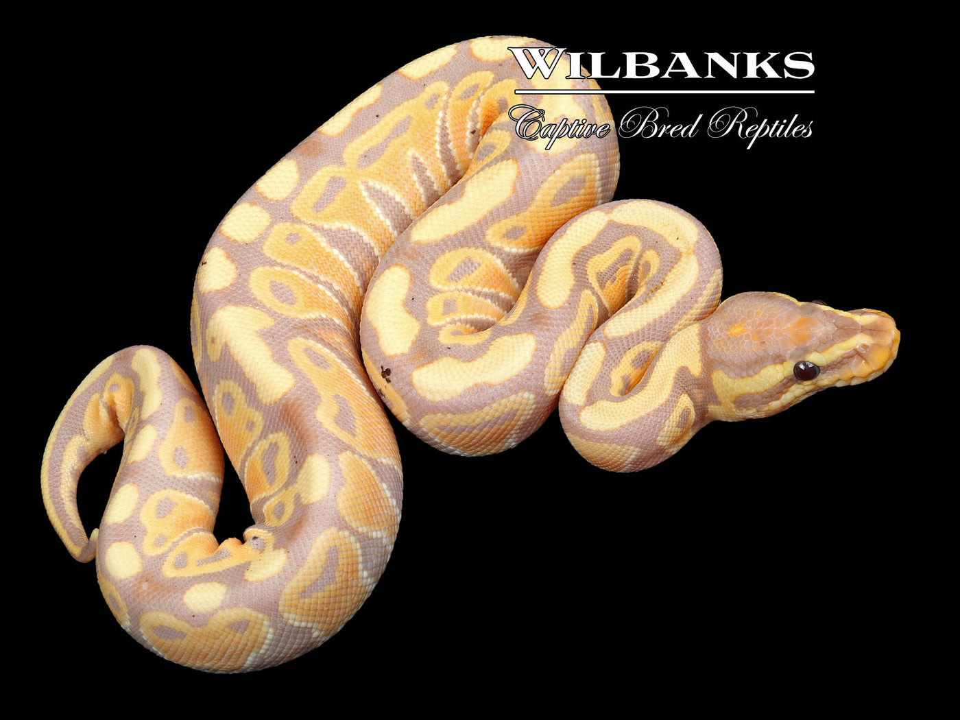 Banana 100% Het. Clown Ball Python ♀ '23