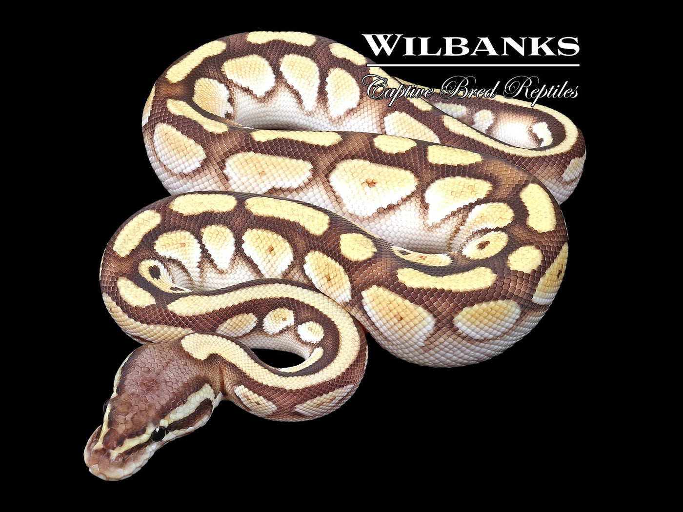 Orange Dream Pastel Butter Yellow Belly Ball Python ♂ '23