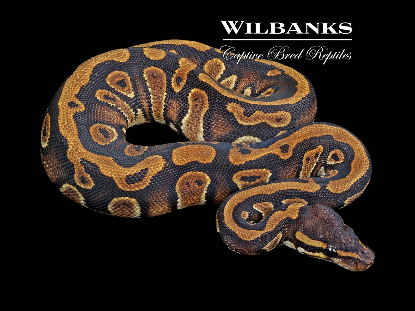 Mahogany Ball Python ♀ '23