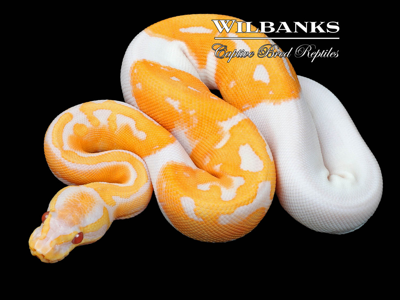 Dreamsicle Lavender Pied Ball Python ♀ '23
