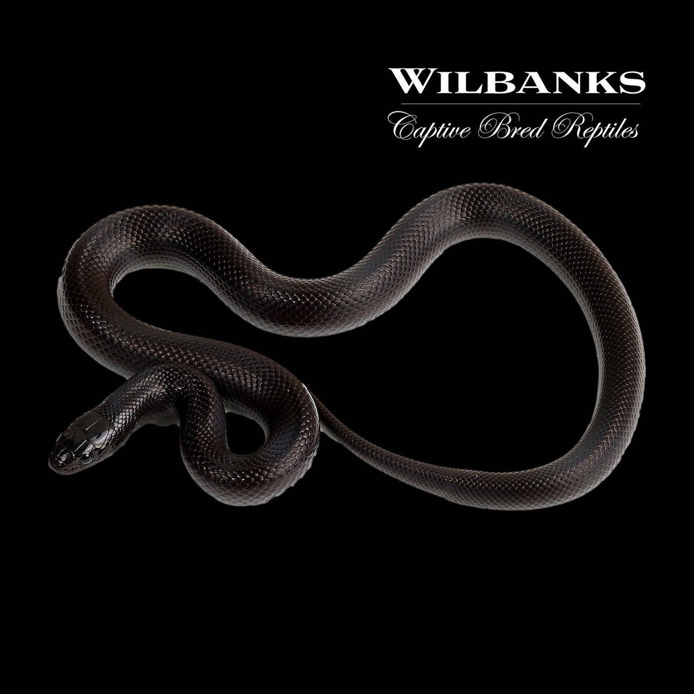 Mexican Black Kingsnake ♂ '22