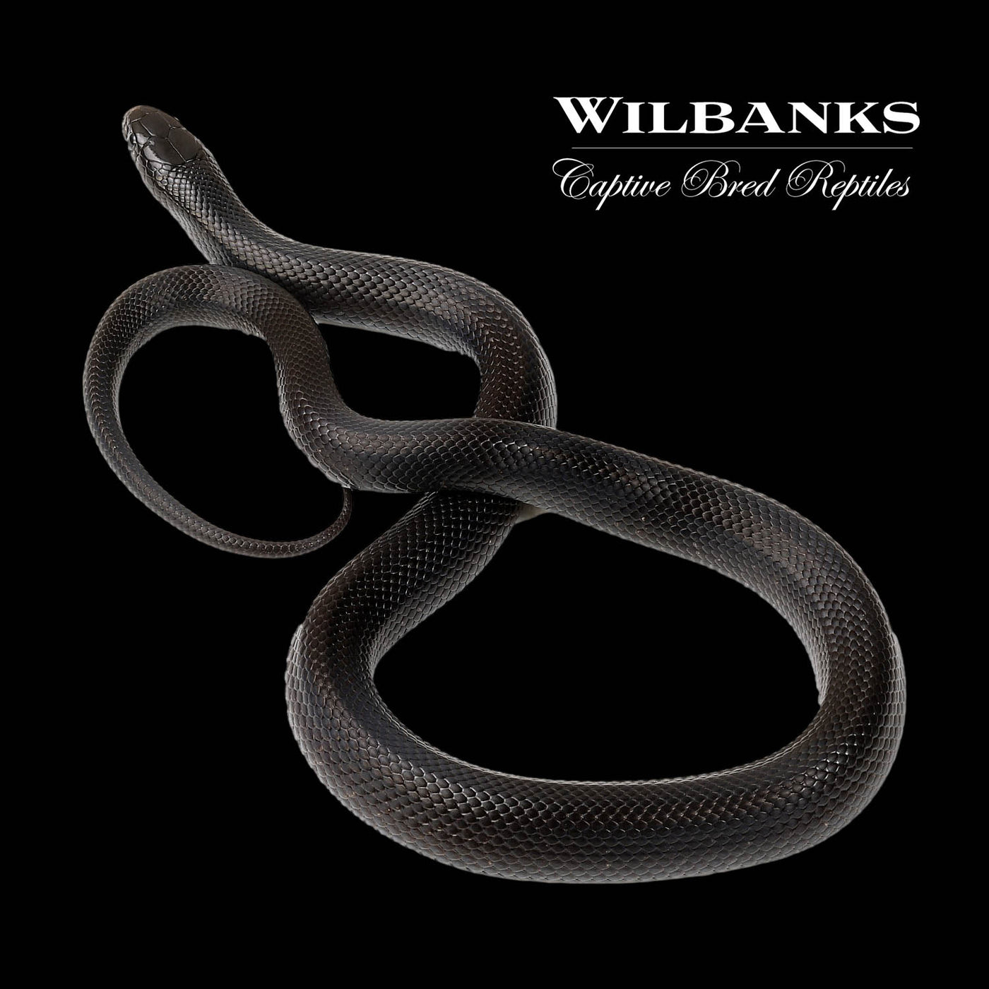 Mexican Black Kingsnake ♂ '22 Wilbanks Captive Bred Reptiles