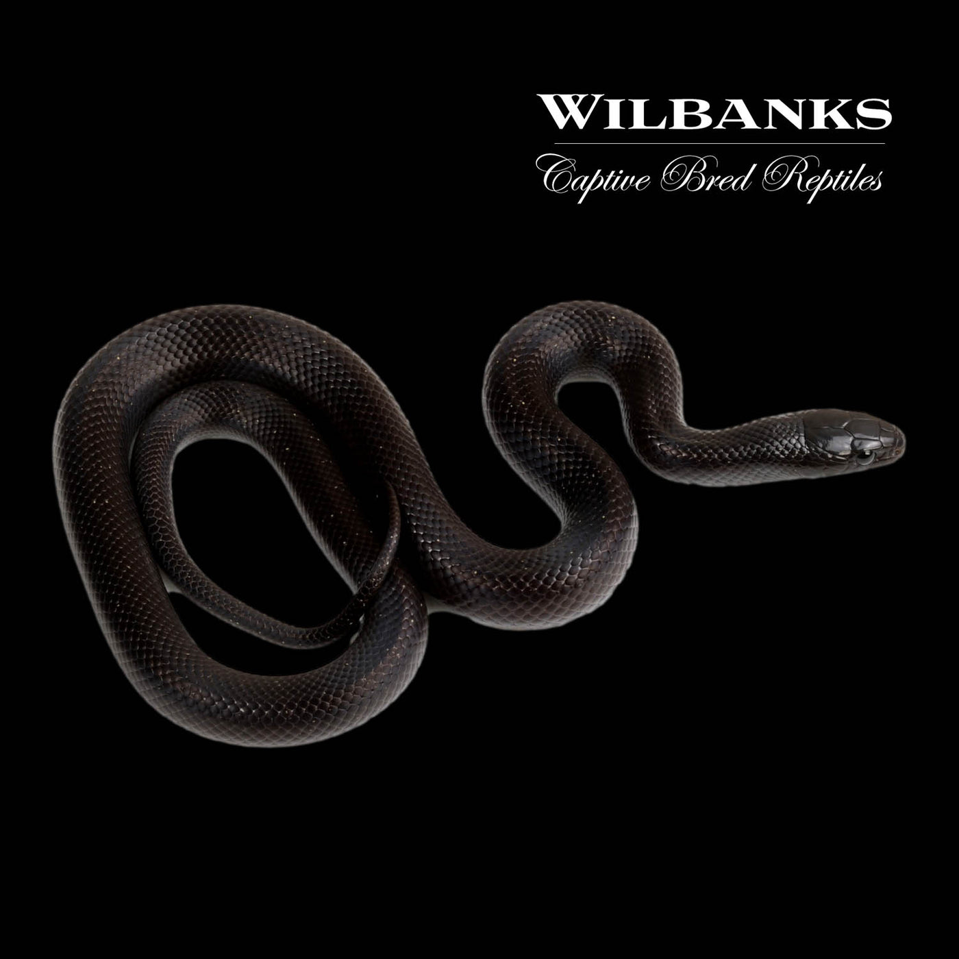 Mexican Black Kingsnake ♀ '22