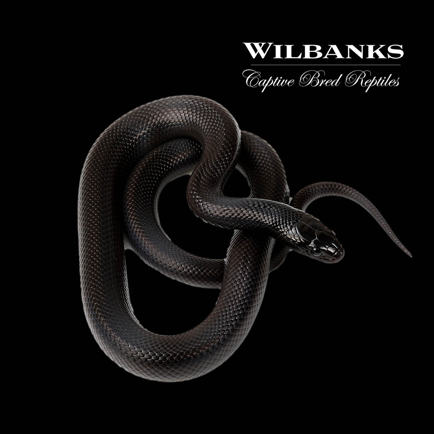 Mexican Black Kingsnake ♂ '22