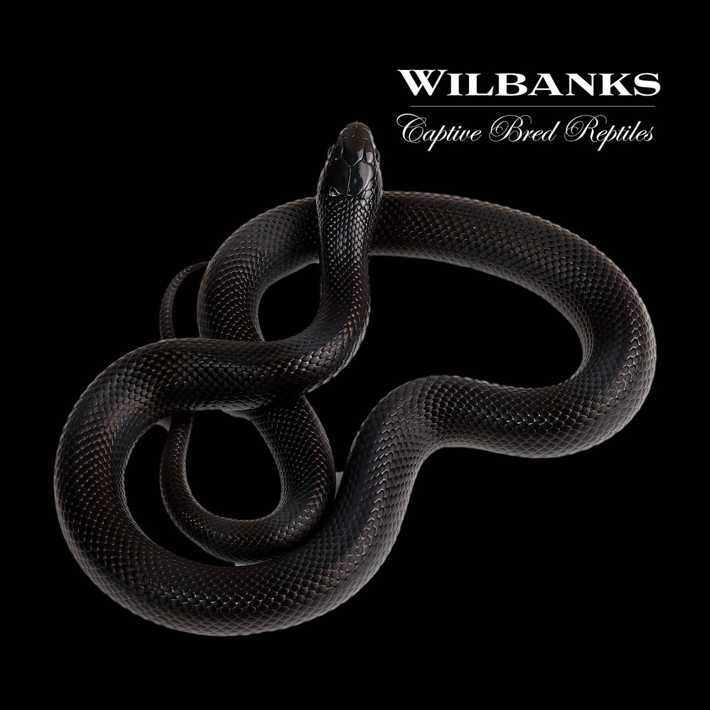 Mexican Black Kingsnake ♀ '22