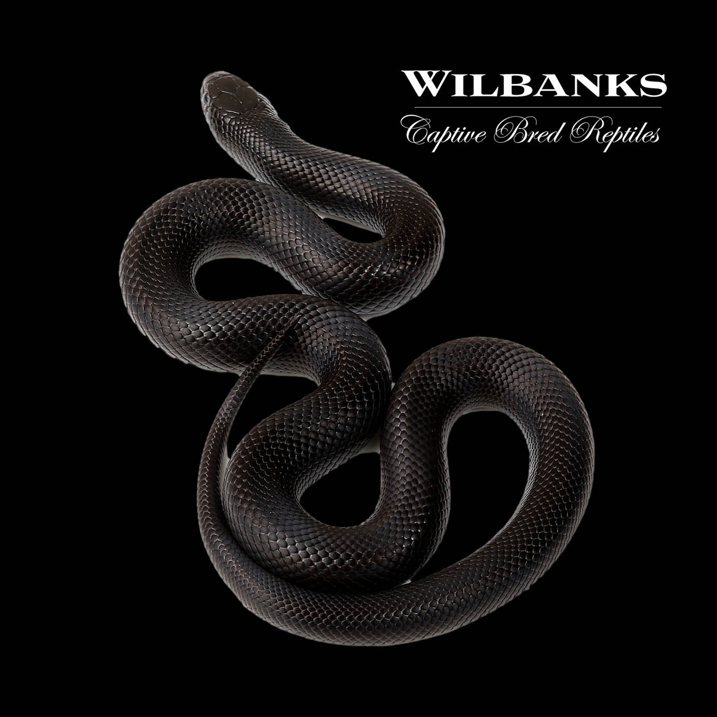 Mexican Black Kingsnake ♀ '22